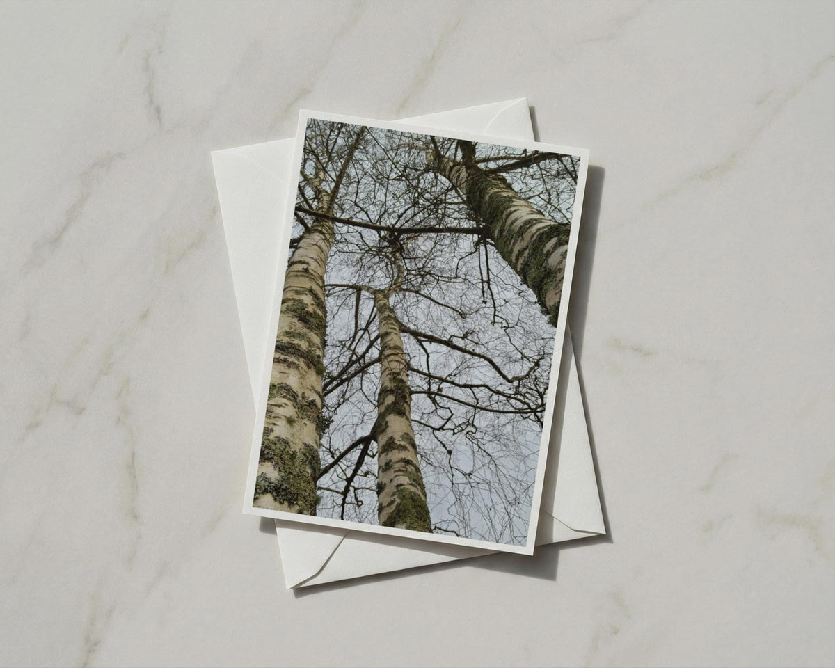 Silver Birch Tree Card, Looking Up Through Bare Branches, Nature Greeting Card A6