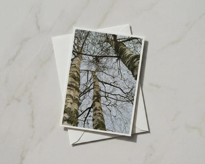 Silver Birch Tree Card, Looking Up Through Bare Branches, Nature Greeting Card A6