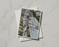 Silver Birch Tree Card, Looking Up Through Bare Branches, Nature Greeting Card A6