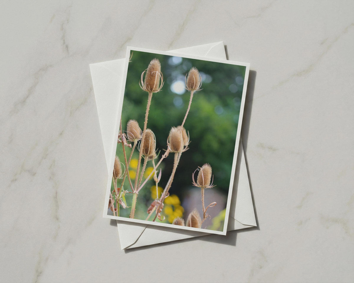 Teasel Seed Heads Card, Wild Botanical Nature Card, Autumn Garden, Rustic