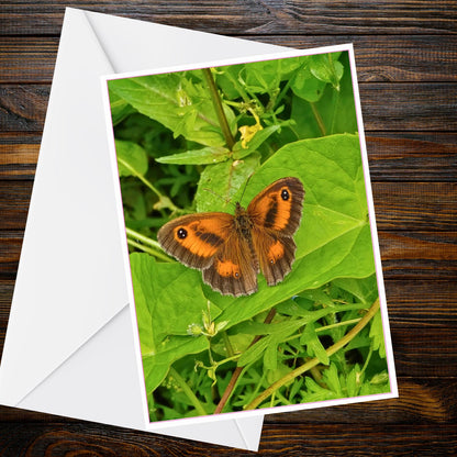 Gatekeeper butterfly A6 Greetings Card – Orange-brown Eyespots on Green Leaves | Butterfly Collection