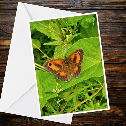 Gatekeeper butterfly A6 Greetings Card – Orange-brown Eyespots on Green Leaves | Butterfly Collection