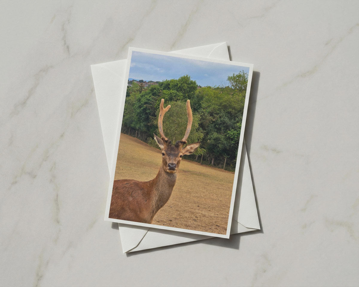 Red Deer Stag Card, Wildlife Photography, Antlers Nature Card, British Wildlife Gift