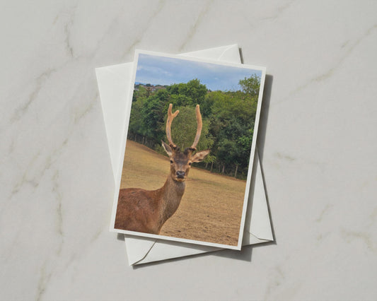 Red Deer Stag Card, Wildlife Photography, Antlers Nature Card, British Wildlife Gift