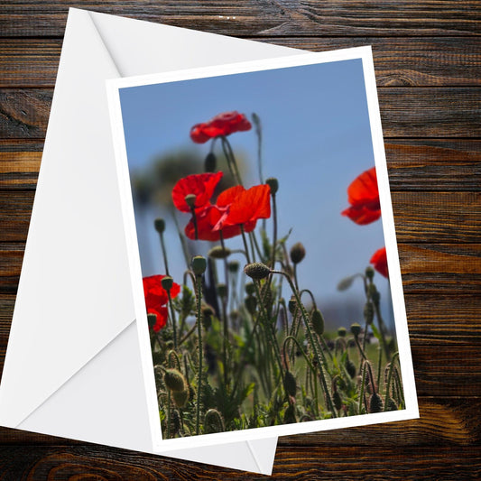 Red Poppies Greeting Card A6 - Summer Flower photo (low-angle blue sky)
