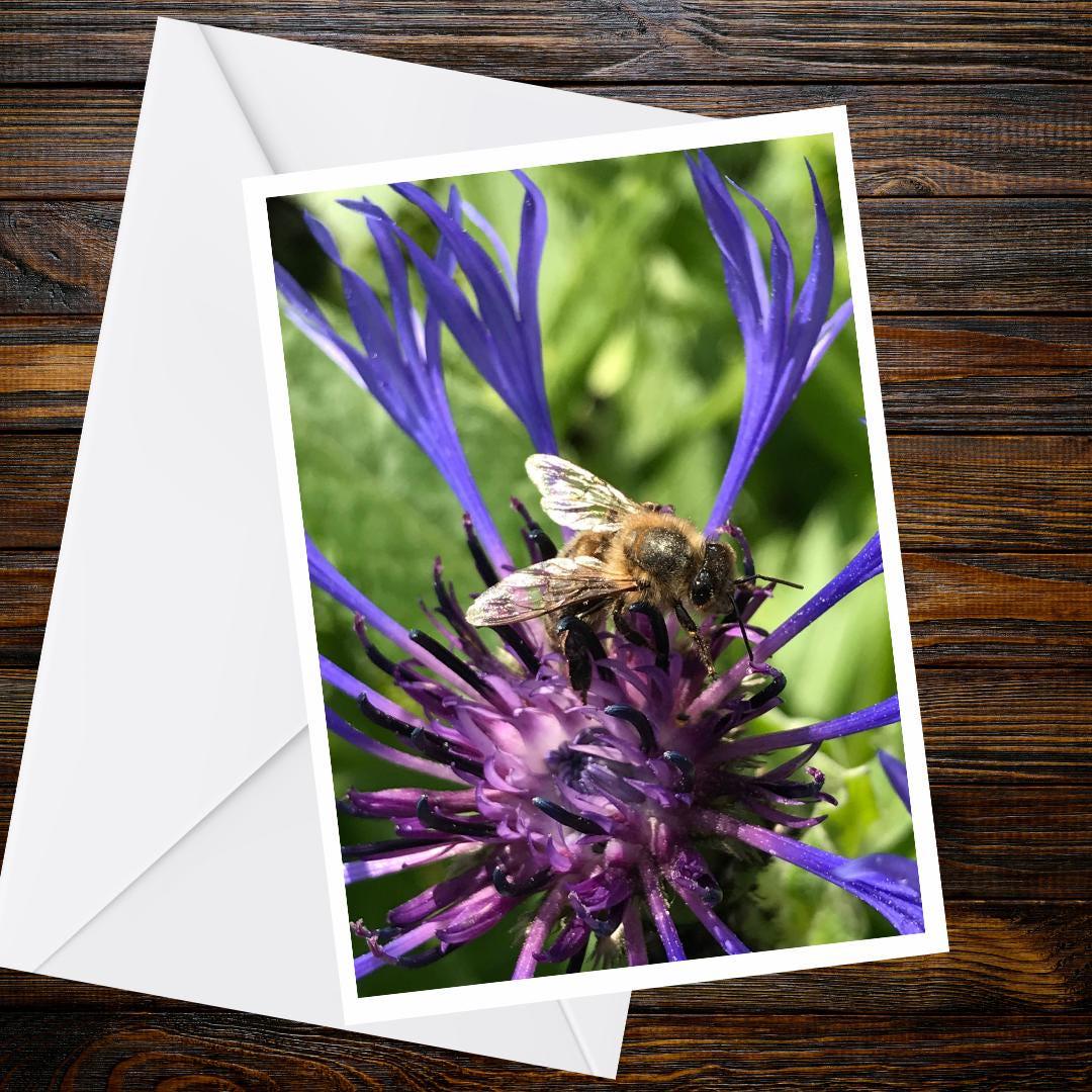 Honey Bee Cornflower Greeting Card, A6 Matte Nature Photography (Blank Inside)