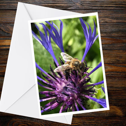 Honey Bee Cornflower Greeting Card, A6 Matte Nature Photography (Blank Inside)