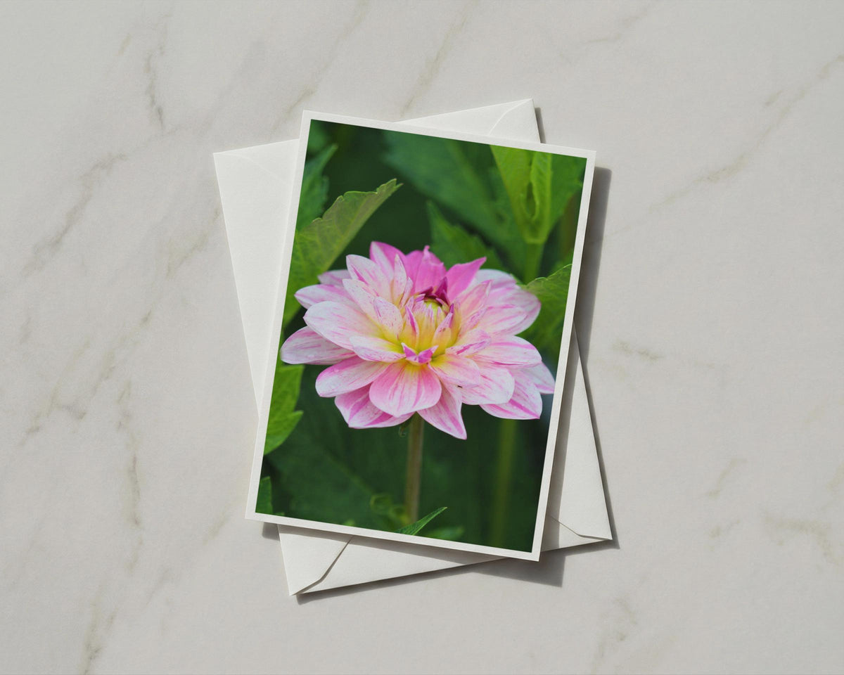 Pink Dahlia Flower Card, Botanical Garden Card, Floral Greeting Card, A6 Card