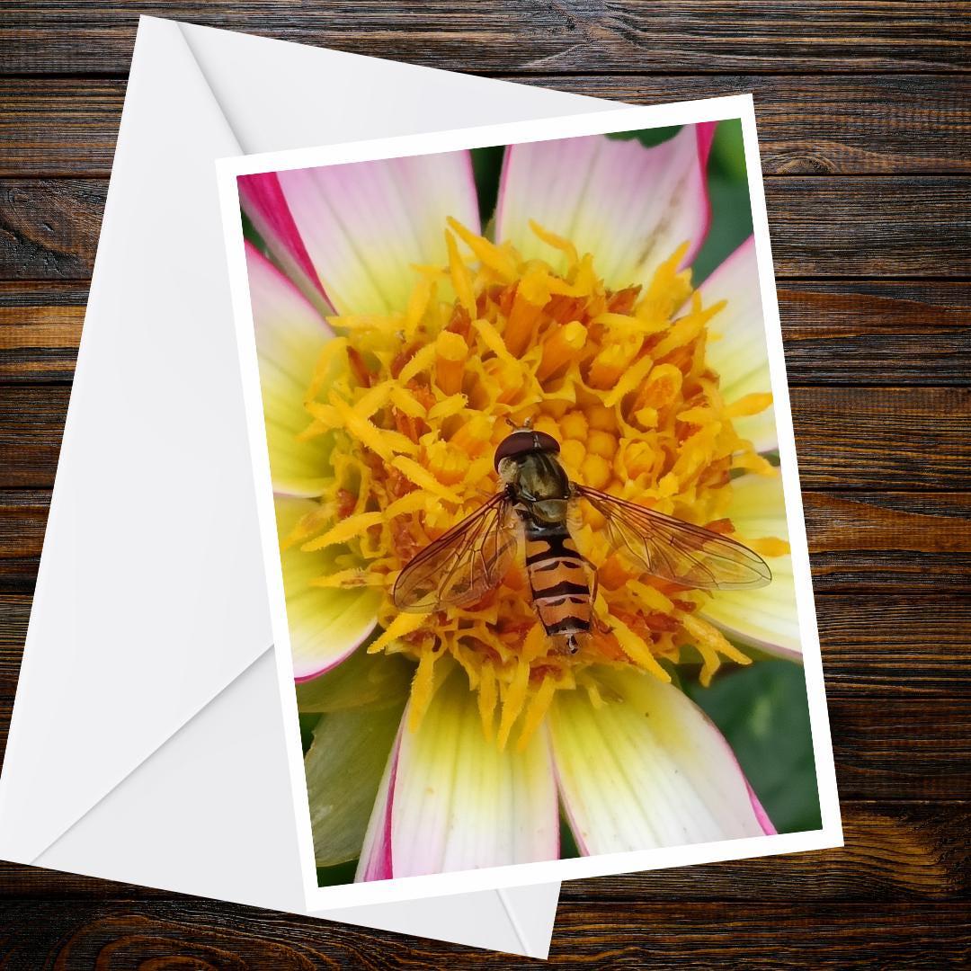 Macro Hoverfly Dahlia Greeting Card, Wildlife Nature Photography A6 Matte Card