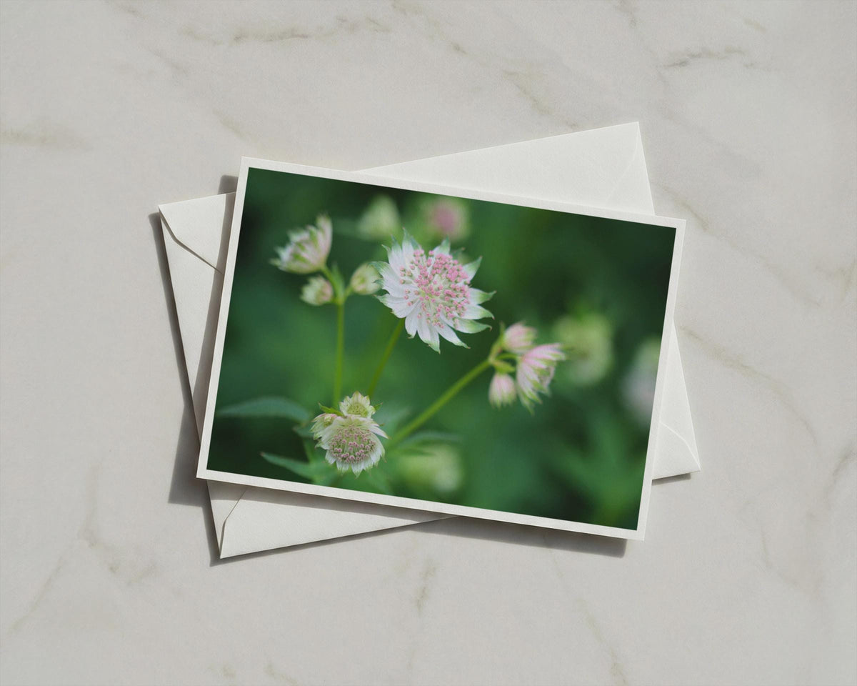 Astrantia Flower Card, Pink White Botanical Photography, Garden Floral Greeting Card