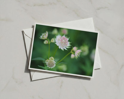 Astrantia Flower Card, Pink White Botanical Photography, Garden Floral Greeting Card