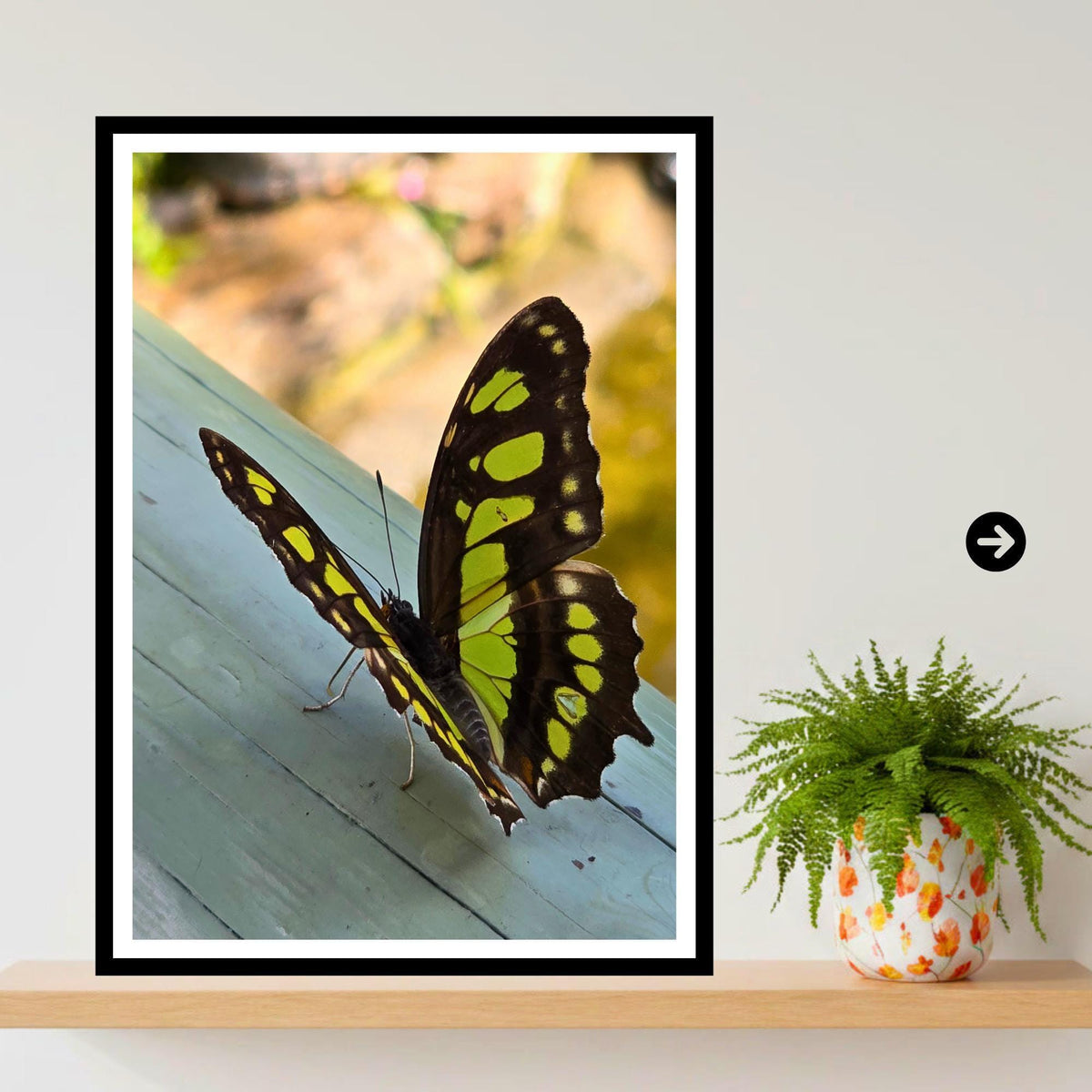 Malachite Butterfly Print, Tropical Wildlife Photography, Botanical Nature Decor