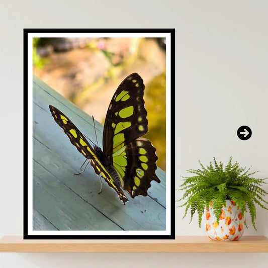 Malachite Butterfly Print, Tropical Wildlife Photography, Botanical Nature Decor