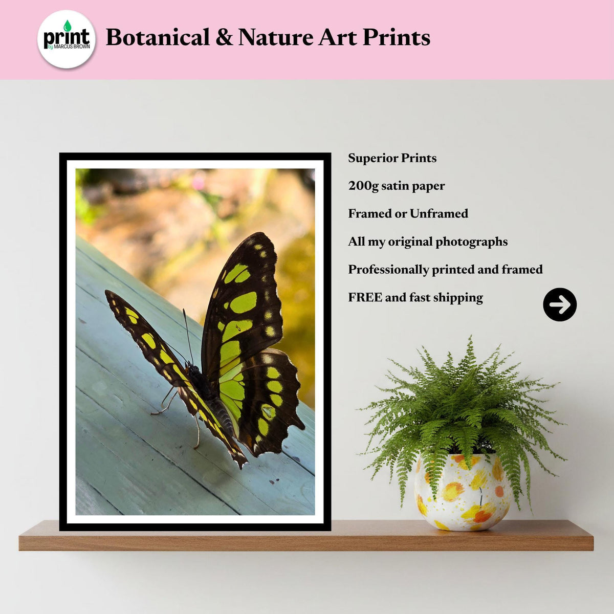 Malachite Butterfly Print, Tropical Wildlife Photography, Botanical Nature Decor