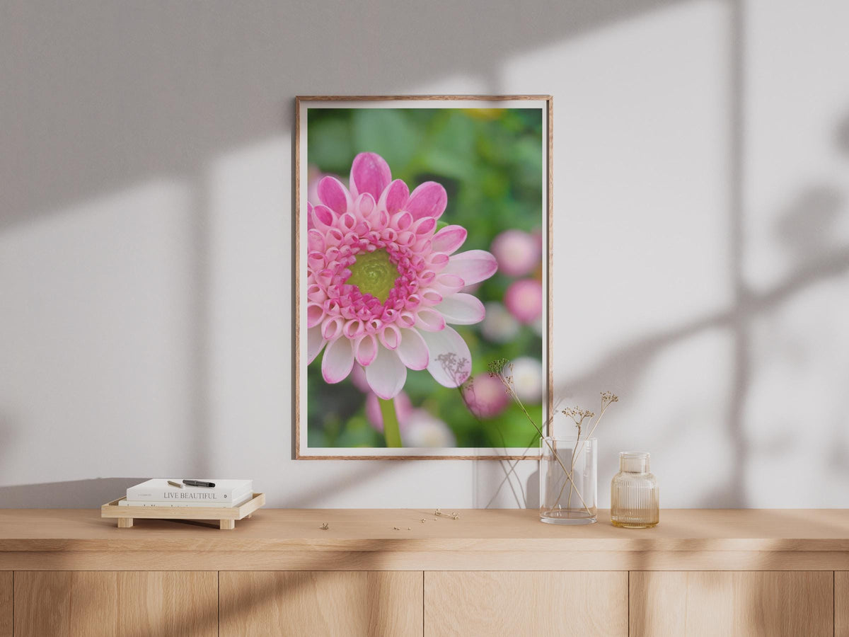 Pink Dahlia Close Up Flower Photography Print, Macro Floral Wall Art, Garden Bloom Poster, Pink and White Botanical Photo Print for Home