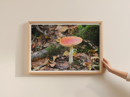 Fly Agaric Mushroom Poster, Fungi Wall Art, Red Toadstool Framed Print, Autumn Forest Nature Photography, Woodland Home Decor Gift