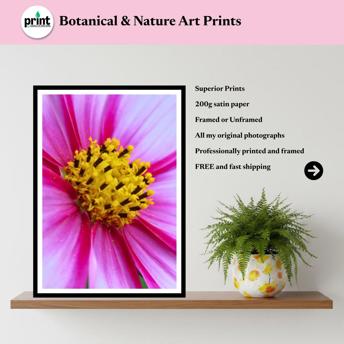 Pink Cosmos Flower Print, Vibrant Macro Botanical Photography, Cottagecore Nature Wall Art