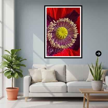 Red Poppy Macro Print: Botanical Fine Art Floral Photography (Poppy Collection)