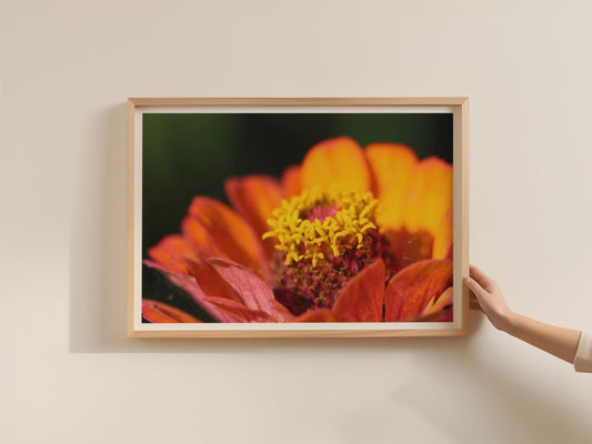 Orange Zinnia Flower Macro Poster, Botanical Floral Framed-Print, Warm Tones Wall Art, Close Up Garden Photography Print
