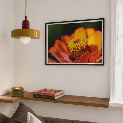Orange Zinnia Flower Macro Poster, Botanical Floral Framed-Print, Warm Tones Wall Art, Close Up Garden Photography Print