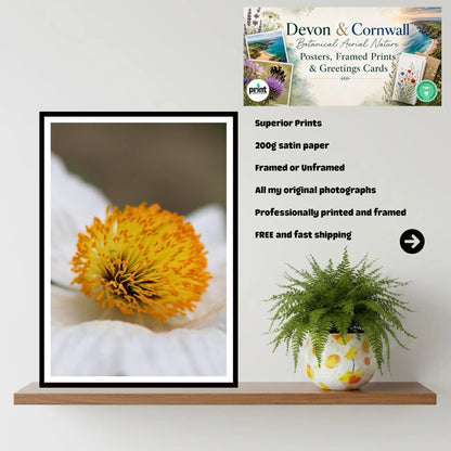 Macro yellow flower close-up | Eden Project Cornwall Wall Art Photography Print