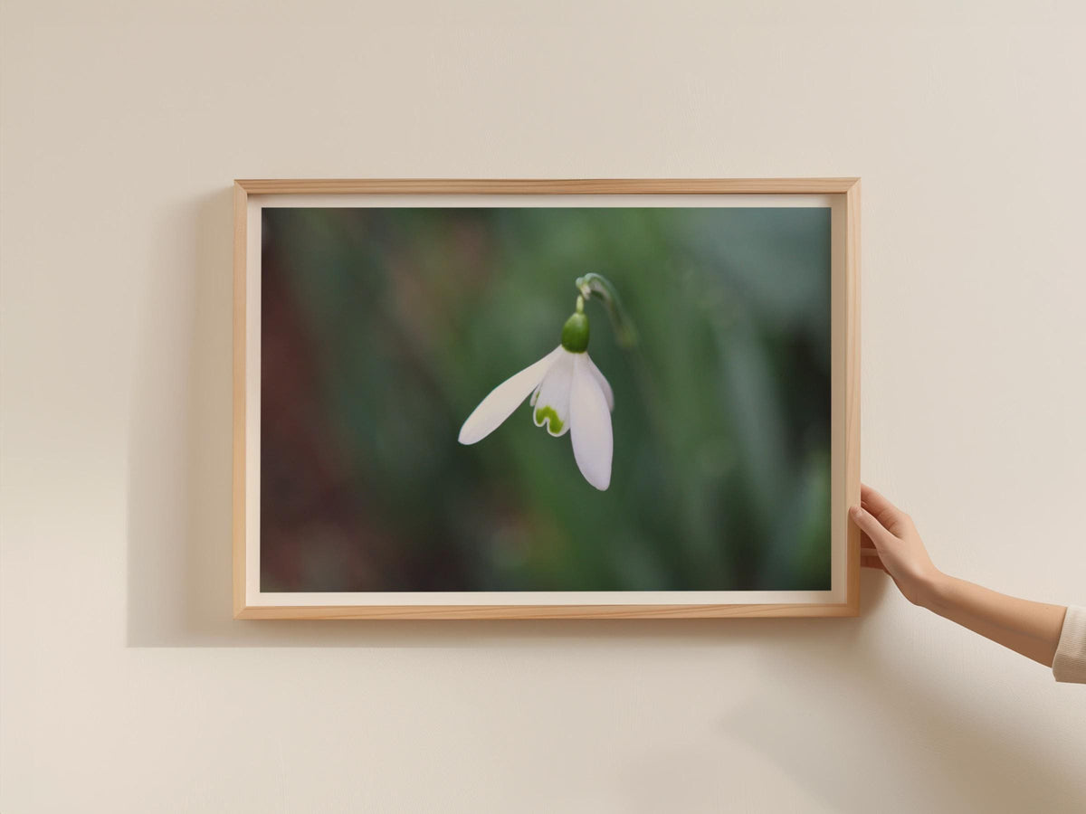 Snowdrop Flower Poster, White Spring Botanical Framed-Print, Macro Nature Photography, Green Garden Wall Art, Minimalist Floral Home Decor