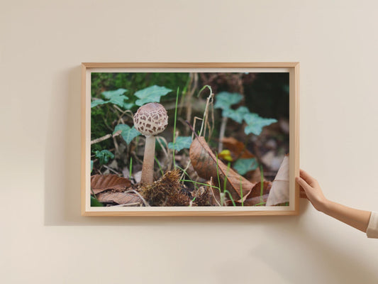 Parasol Mushroom Fungi Poster, Woodland Forest Floor Framed-Print, Autumn Nature Wall Art, Botanical Fungi Photography Print, Brown Green