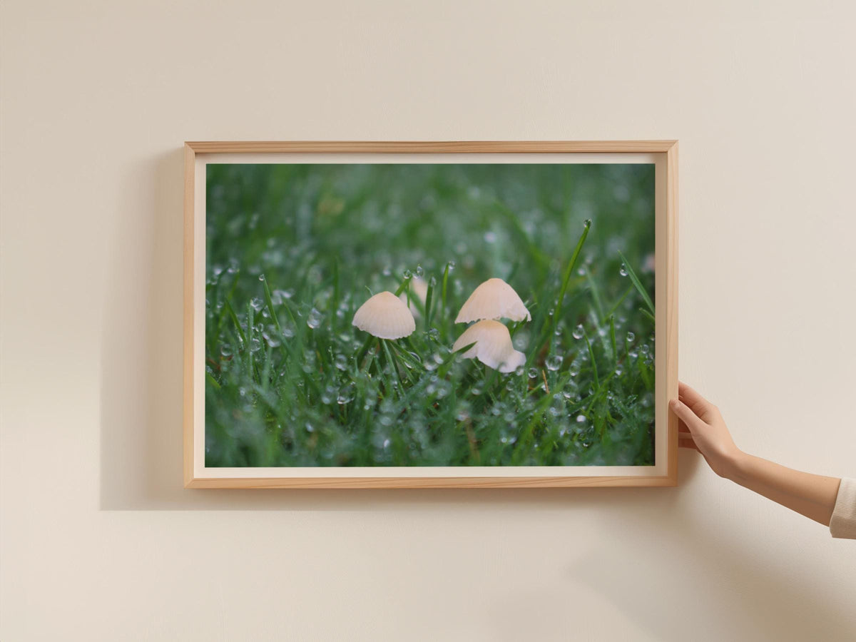 Tiny Mushroom Poster, Fungi Wall Art, Dew Drop Nature Print, White Toadstools in Grass, Framed-Print, Botanical Photography Gift