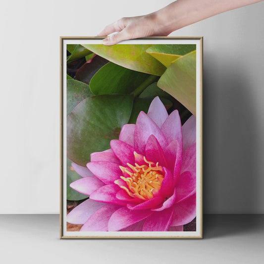 Pink Water Lily Poster, Lotus Flower Wall Art, Botanical Close Up Print, Floral Photography, Garden Pond Decor, Magenta Yellow Flower