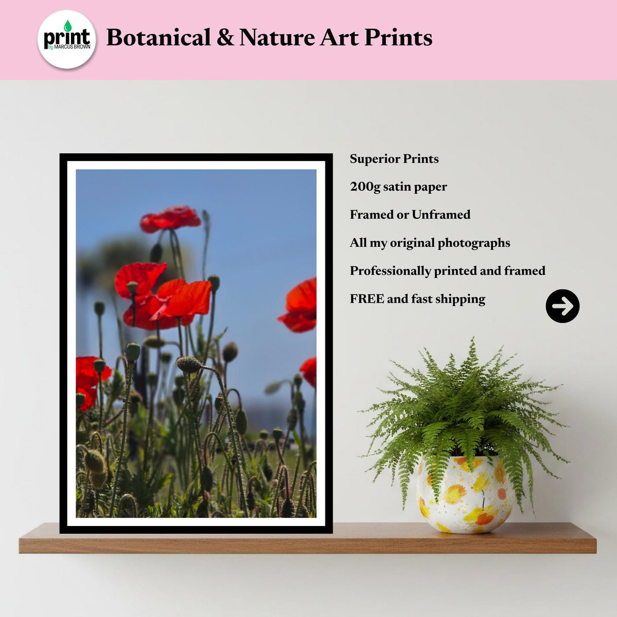 Red Poppy Meadow Print: Wildflower Botanical Photography Wall Art