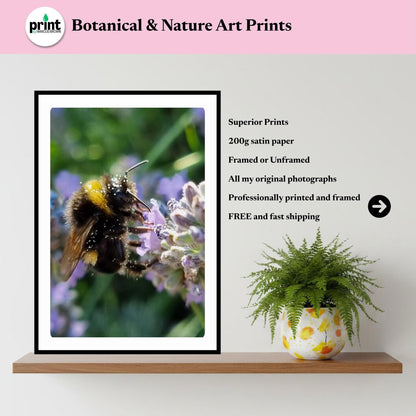 Macro Bumblebee Photography Print | Lavender Botanical Wildlife Art