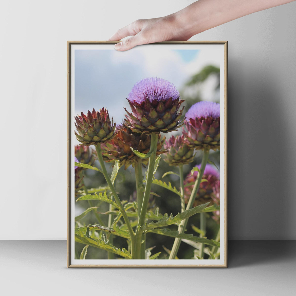 Artichoke Flower Poster, Purple Botanical Wall Art Print, Globe Artichoke Photo, Kitchen Garden Decor, Floral Nature Photography Print