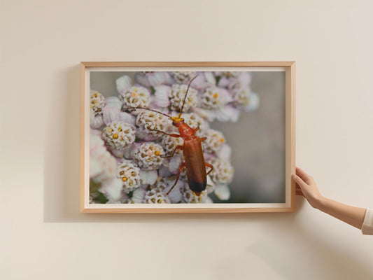 Red Soldier Beetle Poster, Wildlife Macro Photography Print, Insect Wall Art, Framed-Print, Nature Lover Gift, British Wildlife Decor