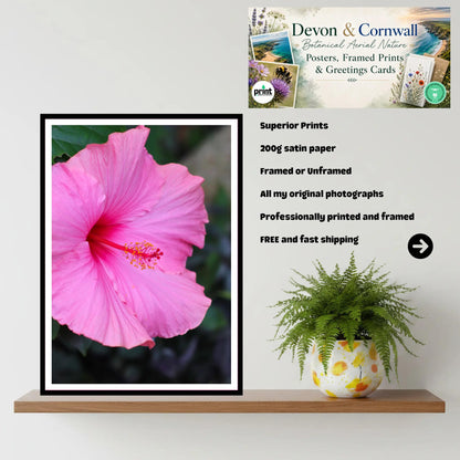Pink Hibiscus Close-Up — Eden Project Cornwall Wall Art Photography Print