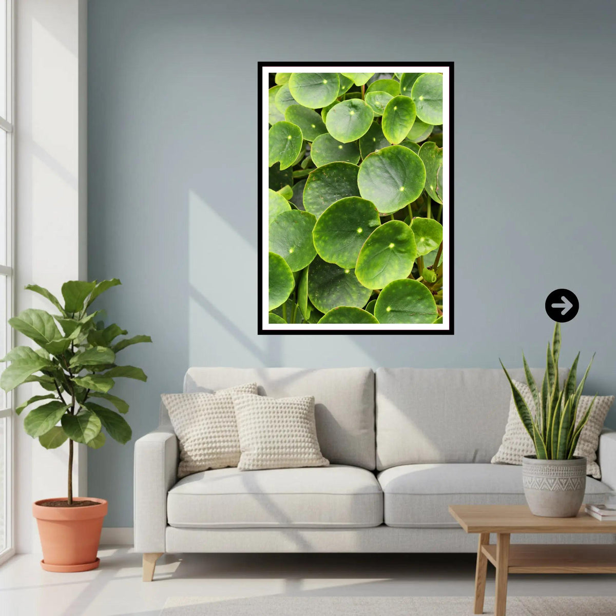 Chinese Money Plant Print | Eden Project Cornwall Botanical Wall Art Photography | Green Leaf Decor for Nature Lovers and Modern Spaces