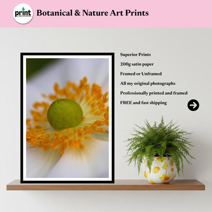 White Anemone Macro Flower Print | Soft Botanical Nature Photography, Elegant Decor