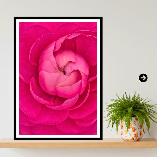 Vibrant Pink Peony Macro Framed Print: Botanical Wall Art for Bedroom, Lounge