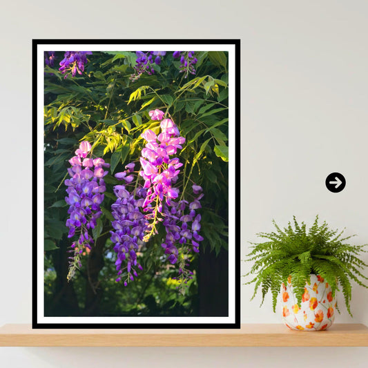 Wisteria Golden Hour Cascade Print, Floral Wall Art, Nature Photography, Archival Paper, Purple Flowers, Romantic Home Decor, Summer Bloom