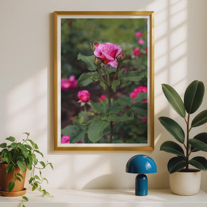 Pink Rose Bud Photograph, Garden Rose Poster, Floral Wall Art, Botanical Print, Rose Photography, Nature Lover Gift, Living Room Decor