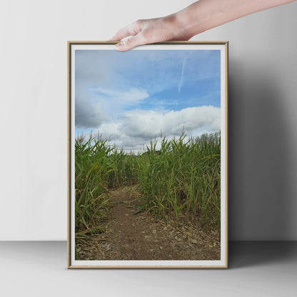 Corn Field Path Poster, Rural Countryside Photography Print, Maize Crop Wall Art, Farmland Nature Photo, Blue Sky Green Fields Print
