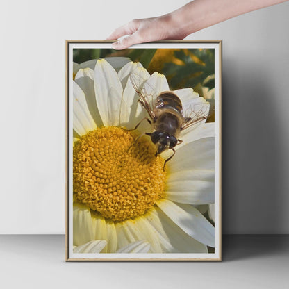 Hoverfly on Daisy Poster, Macro Nature Photography Print, Bee Insect Wall Art, White Flower Garden Wildlife Photo Print for Home Decor
