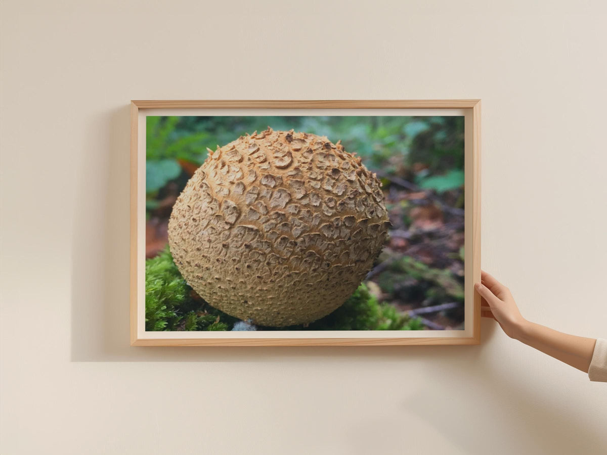 Puffball Mushroom Poster, Fungi Forest Photography Print, Framed-Print, Nature Wall Art, Brown Botanical, Woodland Decor, Macro Close-Up