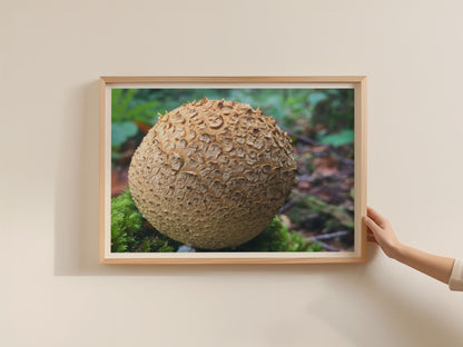Puffball Mushroom Poster, Fungi Forest Photography Print, Framed-Print, Nature Wall Art, Brown Botanical, Woodland Decor, Macro Close-Up