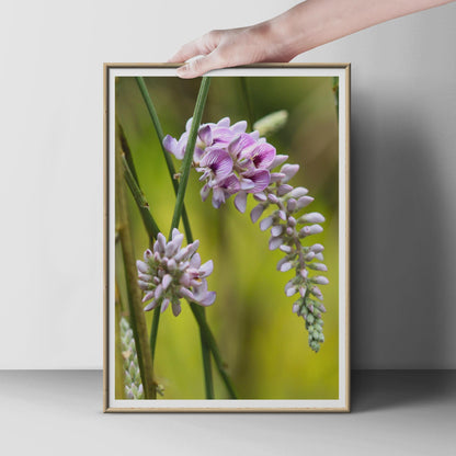 Wild Flower Photography Print, Purple Pink Botanical Wall Art, Meadow Flower Poster, Nature Close Up, Green Garden Decor, Floral Wall Art