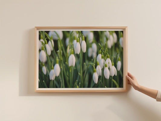 Snowdrop Flower Poster, White Spring Floral Framed-Print, Botanical Photography Wall Art, Garden Nature Print, Green and White Home Decor