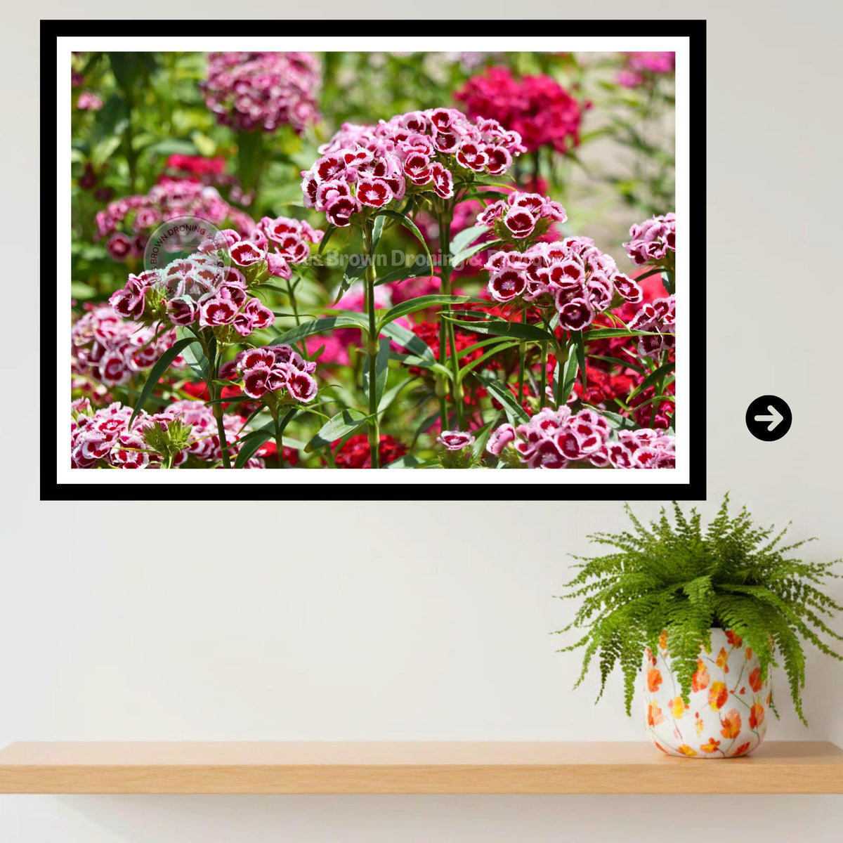 Sweet William Flowers Print | Cottage Garden Floral Wall Art