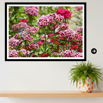 Sweet William Flowers Print | Cottage Garden Floral Wall Art