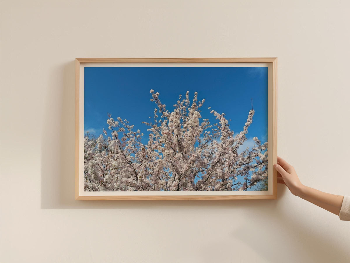Cherry Blossom Tree Poster, Spring Blossom Framed-Print, White Flowers Blue Sky Wall Art, Botanical Nature Print, Bedroom Living Room Decor