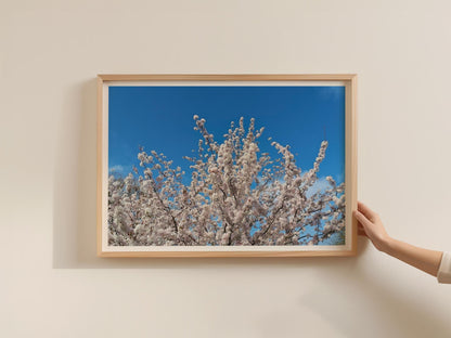 Cherry Blossom Tree Poster, Spring Blossom Framed-Print, White Flowers Blue Sky Wall Art, Botanical Nature Print, Bedroom Living Room Decor