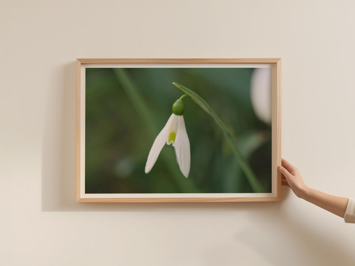 Snowdrop Flower Poster, Close Up Botanical Framed-Print, White Green Spring Floral Wall Art, Nature Photography Print, Galanthus Decor